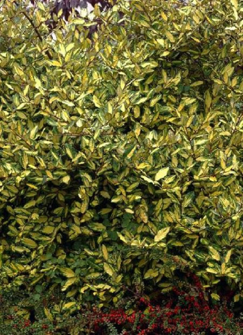 ELAEAGNUS pungens MACULATA AUREA