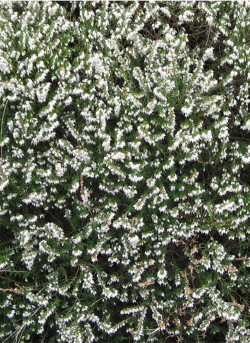 ERICA darleyensis BLANC