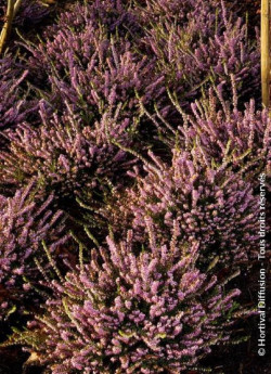 ERICA darleyensis ROSE