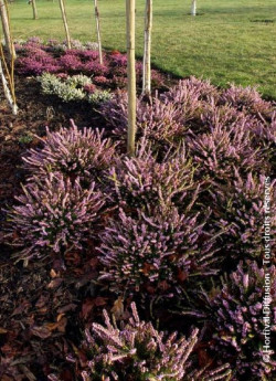 ERICA darleyensis ROSE