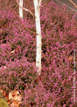 ERICA darleyensis ROUGE