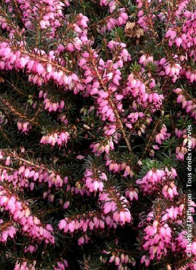 ERICA darleyensis ROUGE