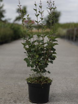 SYRINGA BLOOMERANG PINK PERFUME En pot de 4-5 litres