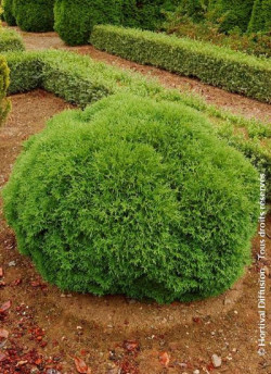THUJA occidentalis TINY TIM
