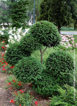 TAXUS baccata