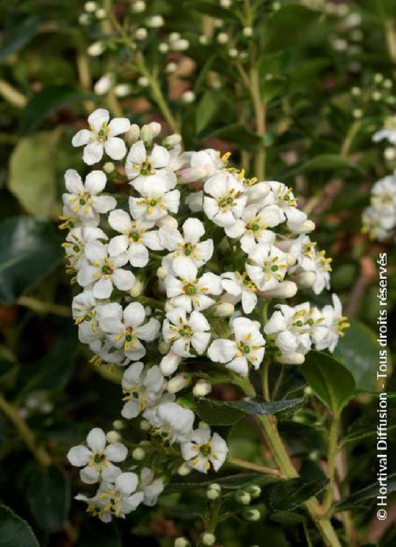 ESCALLONIA IVEYI