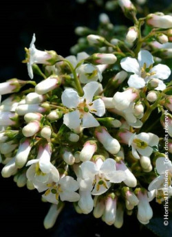 ESCALLONIA IVEYI