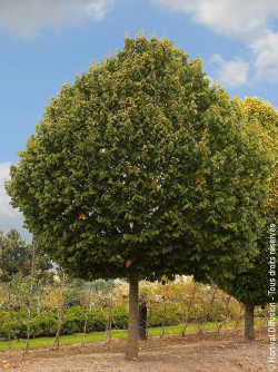 tilleul-argente-silver-globe-tilia-tomentosa-silver-globe.jpg