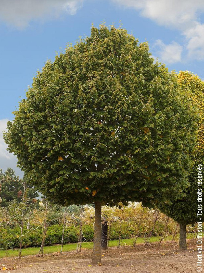 tilleul-argente-silver-globe-tilia-tomentosa-silver-globe.jpg