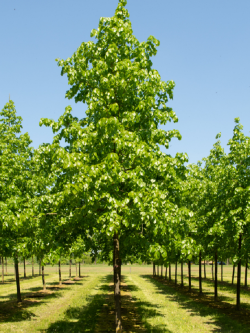 tilleul-deurope-euchlora-tilia-europaea-euchlora-2.jpg