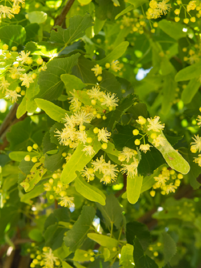 tilleul-deurope-euchlora-tilia-europaea-euchlora.jpg