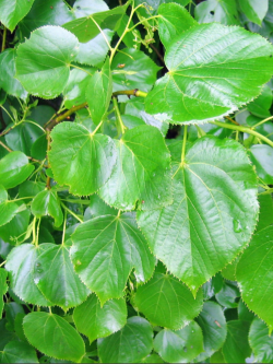 tilleul-deurope-euchlora-tilia-europaea-euchlora-3.jpg