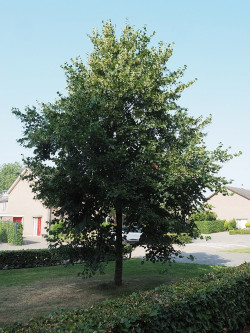 tilleul-deurope-euchlora-tilia-europaea-euchlora-1.jpg