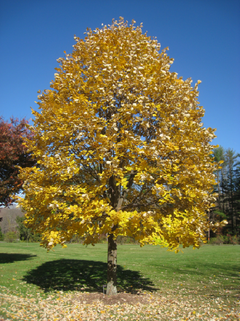 TILIA tomentosa