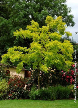 ROBINIA pseudoacacia FRISIA
