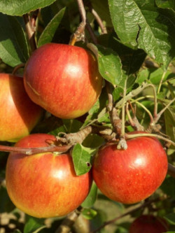 POMMIER ELSTAR