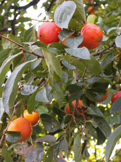 KAKI MUSCAT