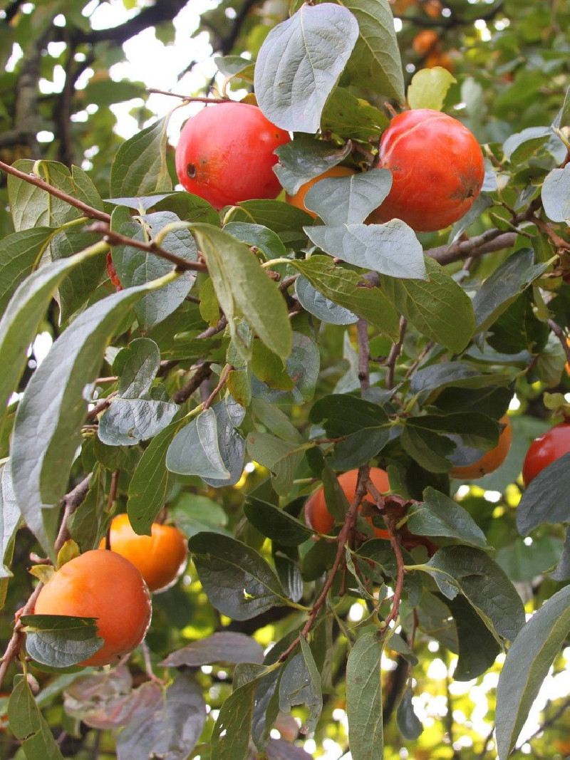 KAKI MUSCAT