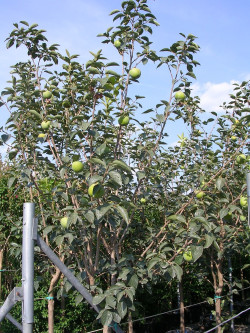 KAKI MUSCAT