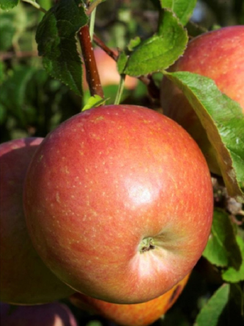 POMMIER FUJI