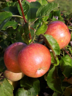 POMMIER FUJI