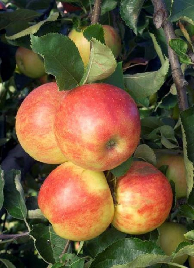 POMMIER JONAGOLD