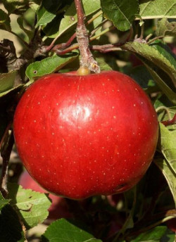 POMMIER MELROSE