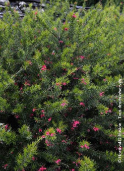 GREVILLEA juniperina