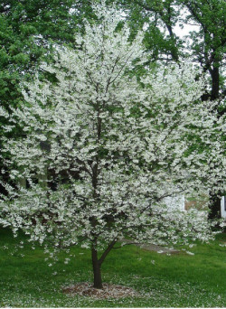HALESIA carolina