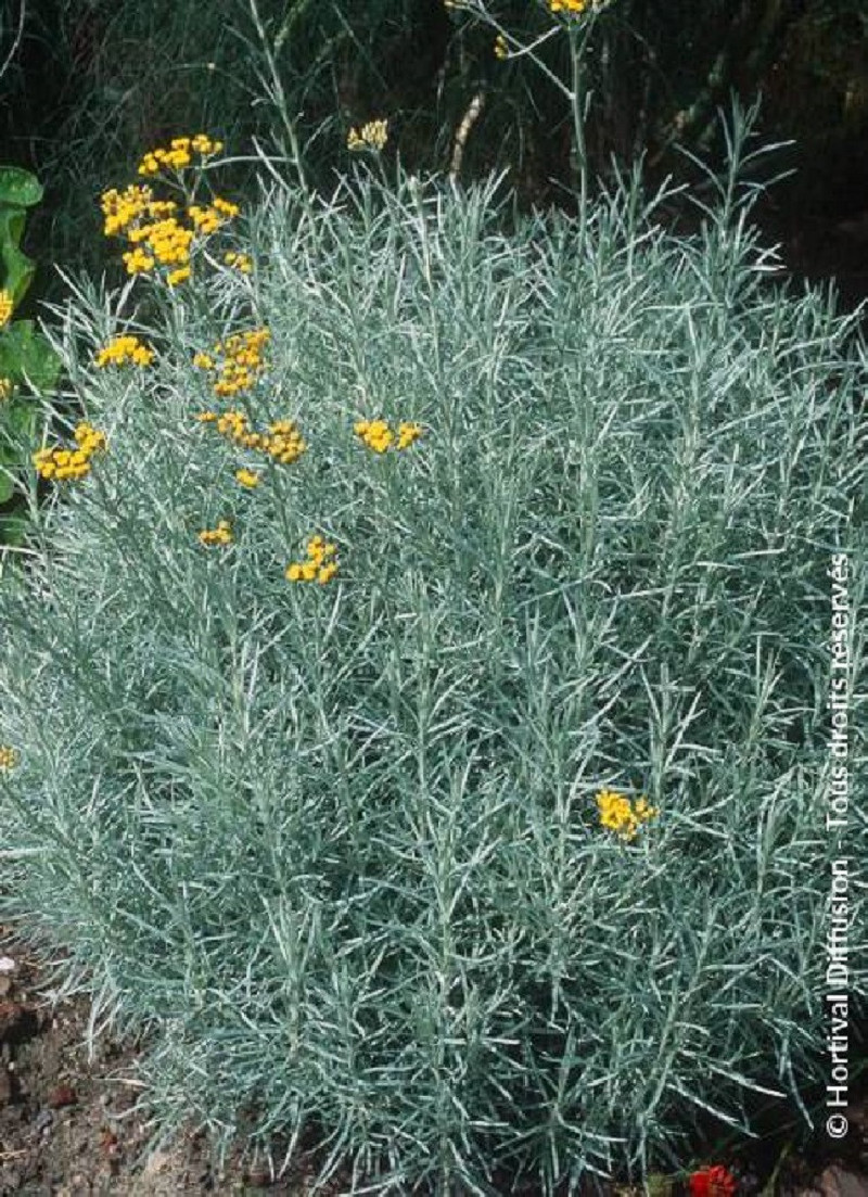 HELICHRYSUM italicum ssp. serotinum