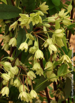 HOLBOELLIA latifolia