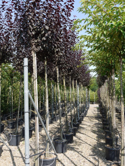 PRUNUS cerasifera ATROPURPUREA En pot de 35-50 litres tige hauteur du tronc 190-210 cm