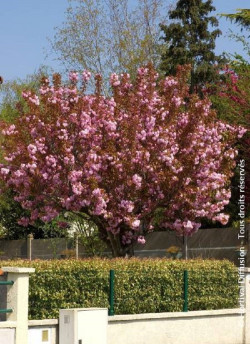 PRUNUS serrulata KANZAN