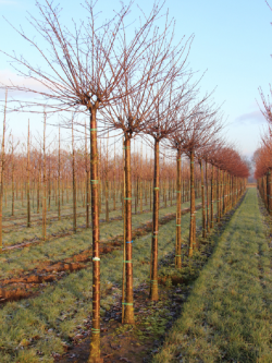 PRUNUS serrula