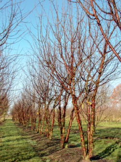 PRUNUS serrula