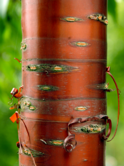 PRUNUS serrula