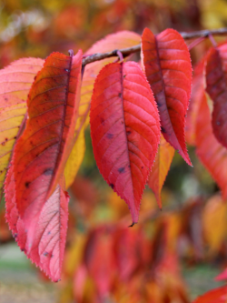 PRUNUS yedoensis
