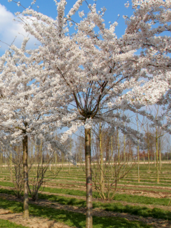PRUNUS yedoensis