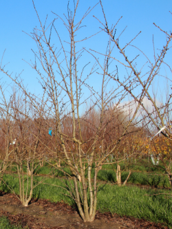 PRUNUS yedoensis