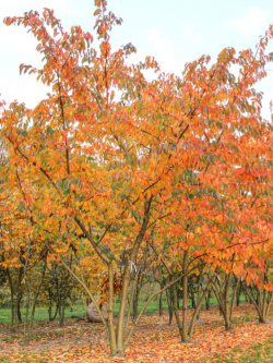 PRUNUS yedoensis