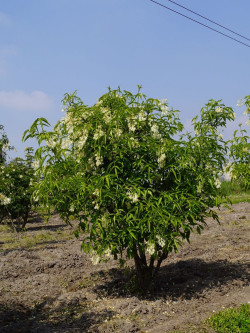STAPHYLEA colchica