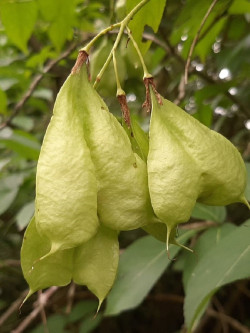 STAPHYLEA colchica