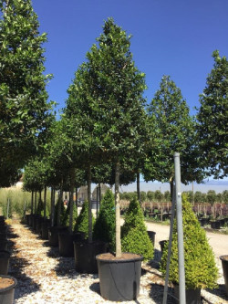 ILEX NELLIE R. STEVENS