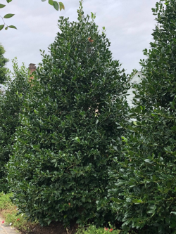 ILEX NELLIE R. STEVENS