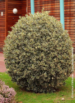 ILEX aquifolium ARGENTEA MARGINATA