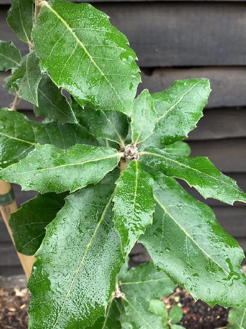 QUERCUS ilex
