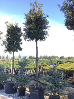QUERCUS ilex