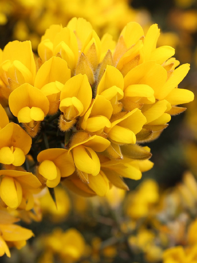 ULEX europaeus