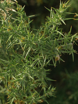 ULEX europaeus