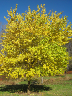 MACLURA pomifera